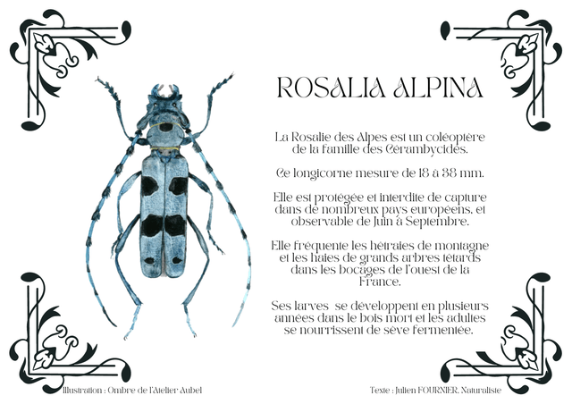 Rosalia alpina texte