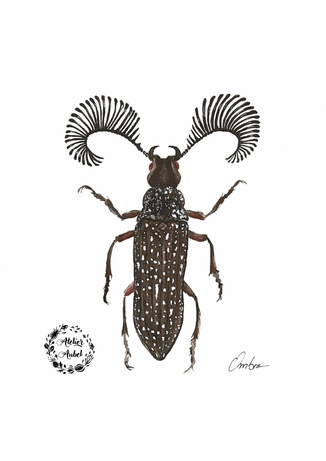 Rhipicera femorata