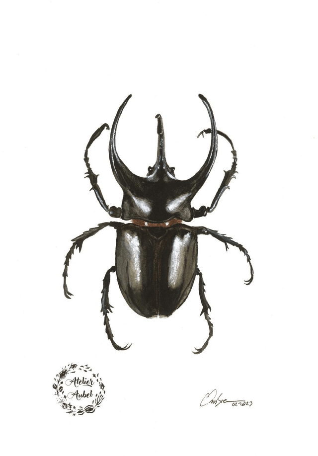 Chalcosoma atlas 