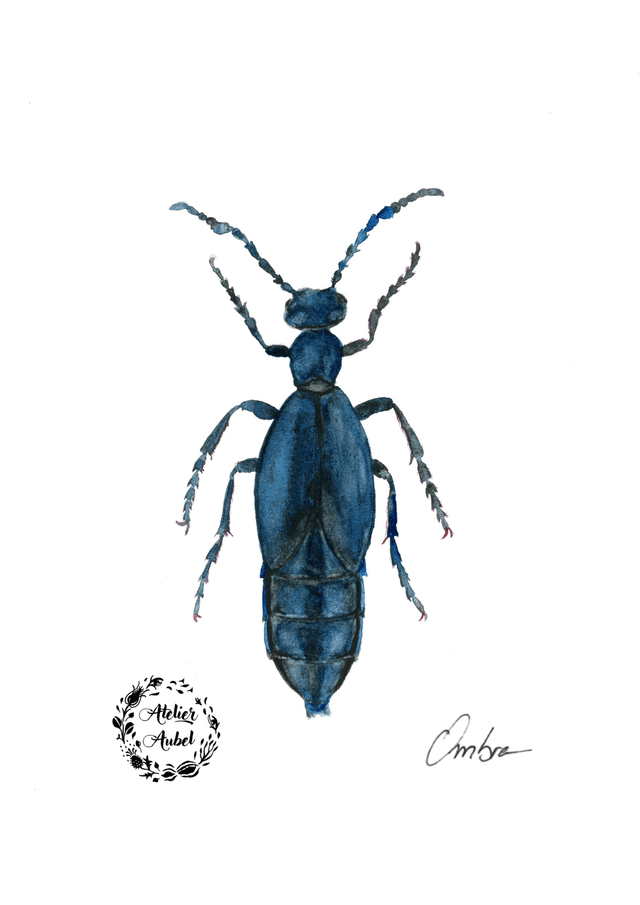 Meloe violaceus 