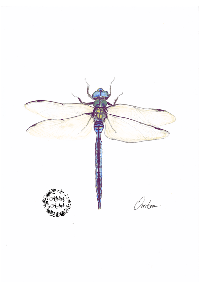 Anax imperator