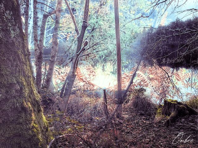 Reflet