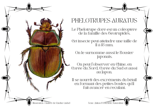 Phelotrupes auratus texte