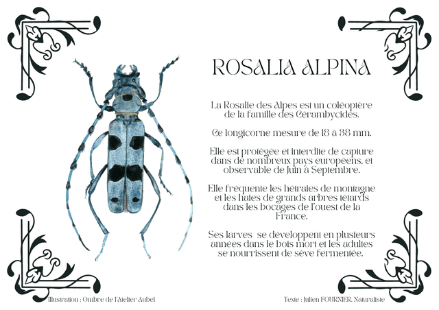 Rosalia alpina texte