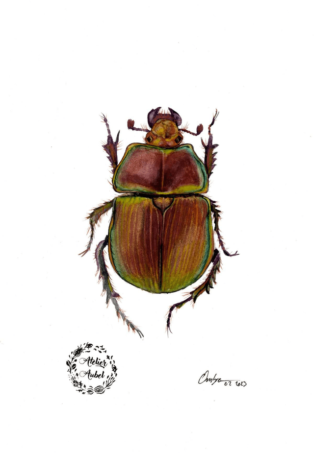 Phelotrupes auratus
