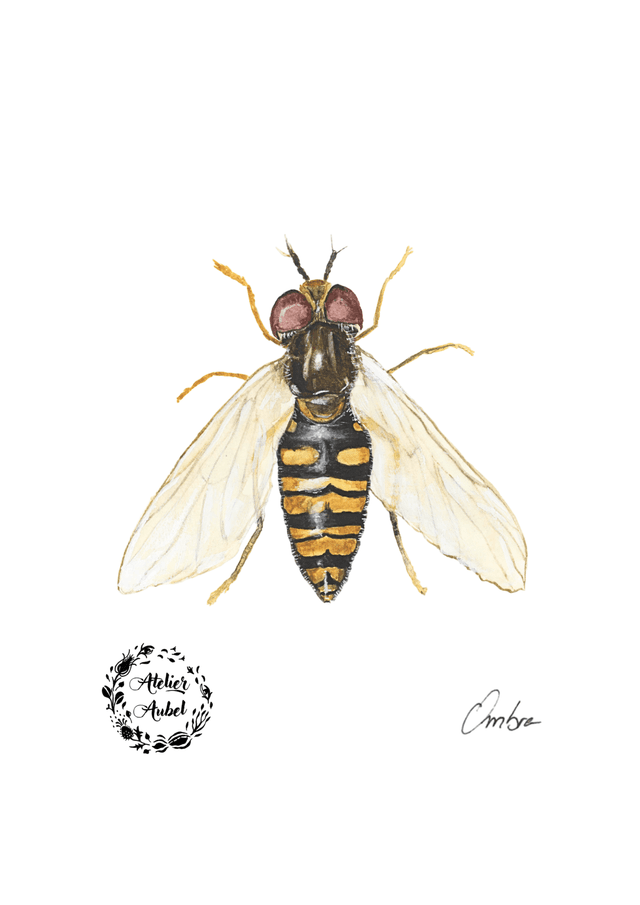 Syrphe