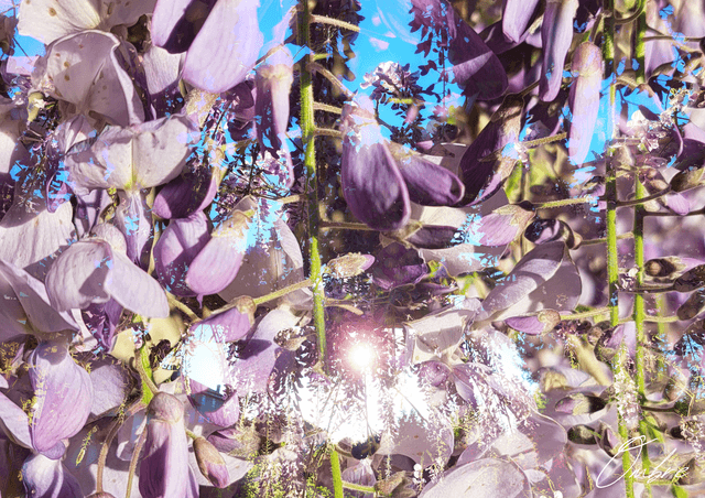 Glycine
