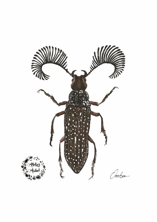Rhipicera femorata