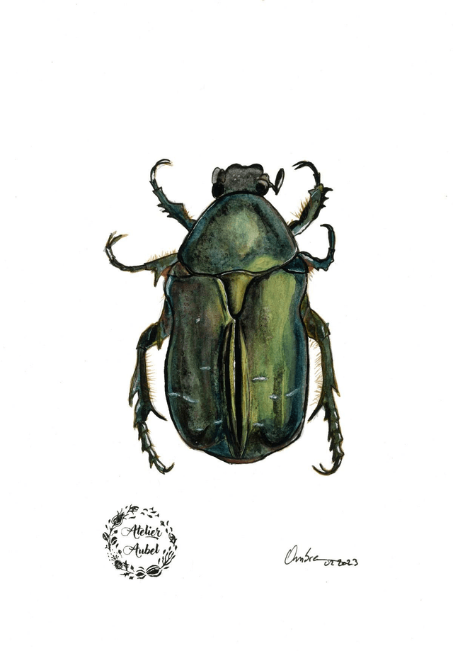 Cetonia Aurata
