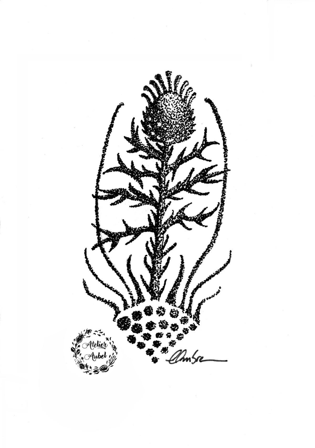Cardonem