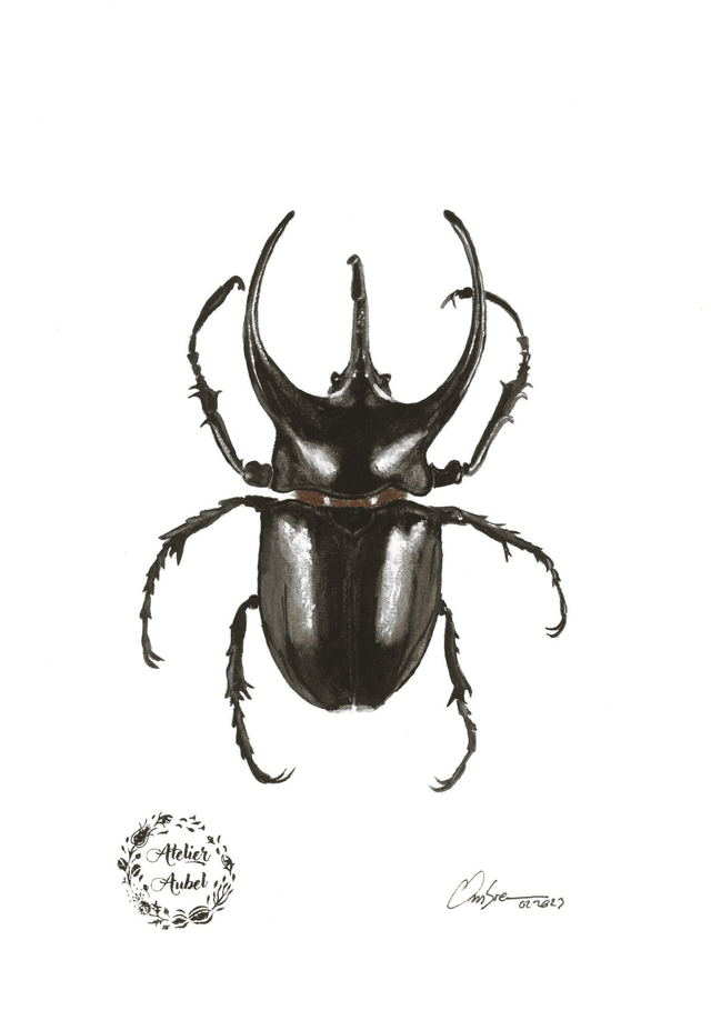 Chalcosoma atlas 