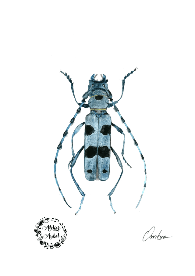 Rosalia alpina 