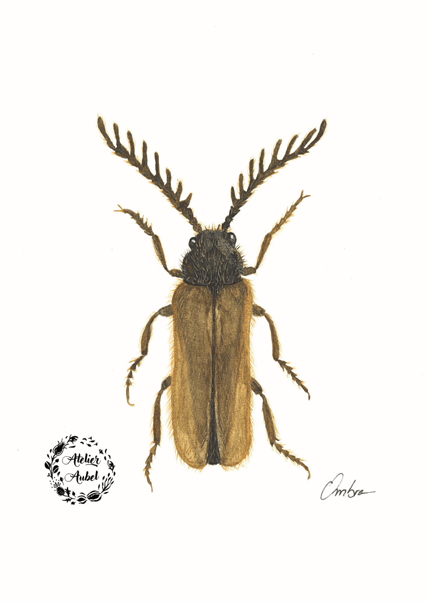 Drilus flavescens